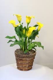 MINI Calla Lily Plant in Basket
