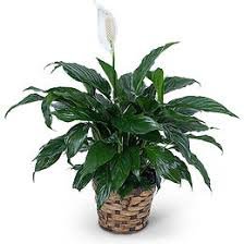 Sympathy Funeral Plant